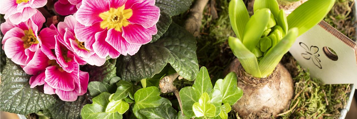 Arrangement mit Primel, Efeu und Hyazinthe