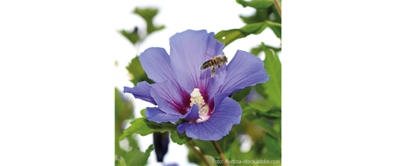 FüR MEHR BIENEN UND SCHMETTERLINGE!