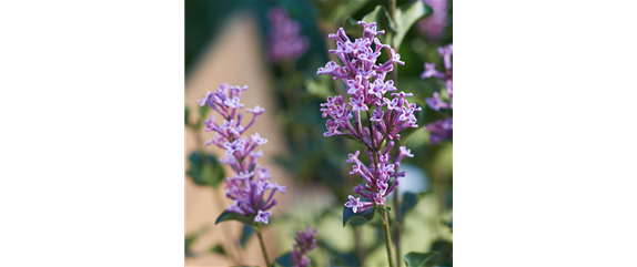 BIENEN UND SCHMETTERLINGE IM GARTEN!