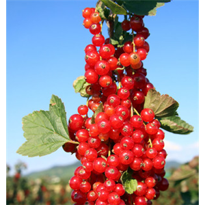 OBSTGARTEN FÜR KINDER