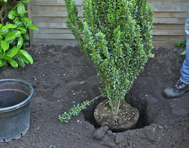 Stechpalme - Einpflanzen im Garten