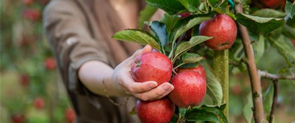 Gartenarbeit im August: Tipps und Tricks für einen bunten Sommer