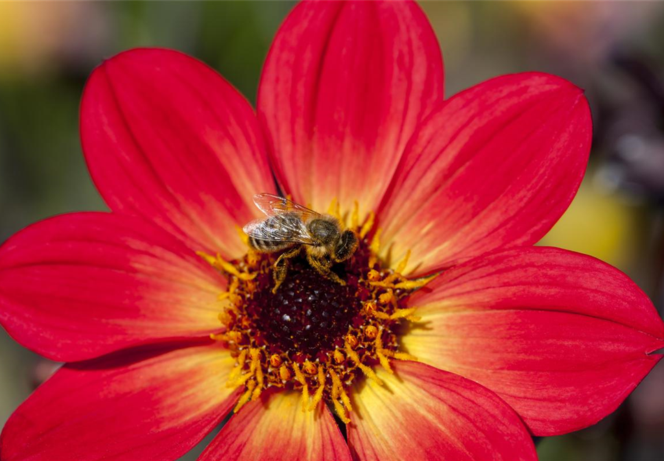 DAHLIEN - BLüHWUNDER IM HOCHSOMMER